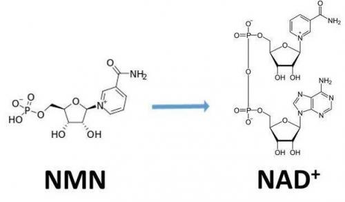 從生物學(xué)角度看NMN:為何能延緩衰老和提高免疫力？