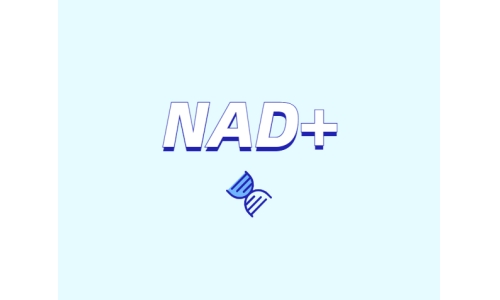 為什么要增強(qiáng)NAD+？